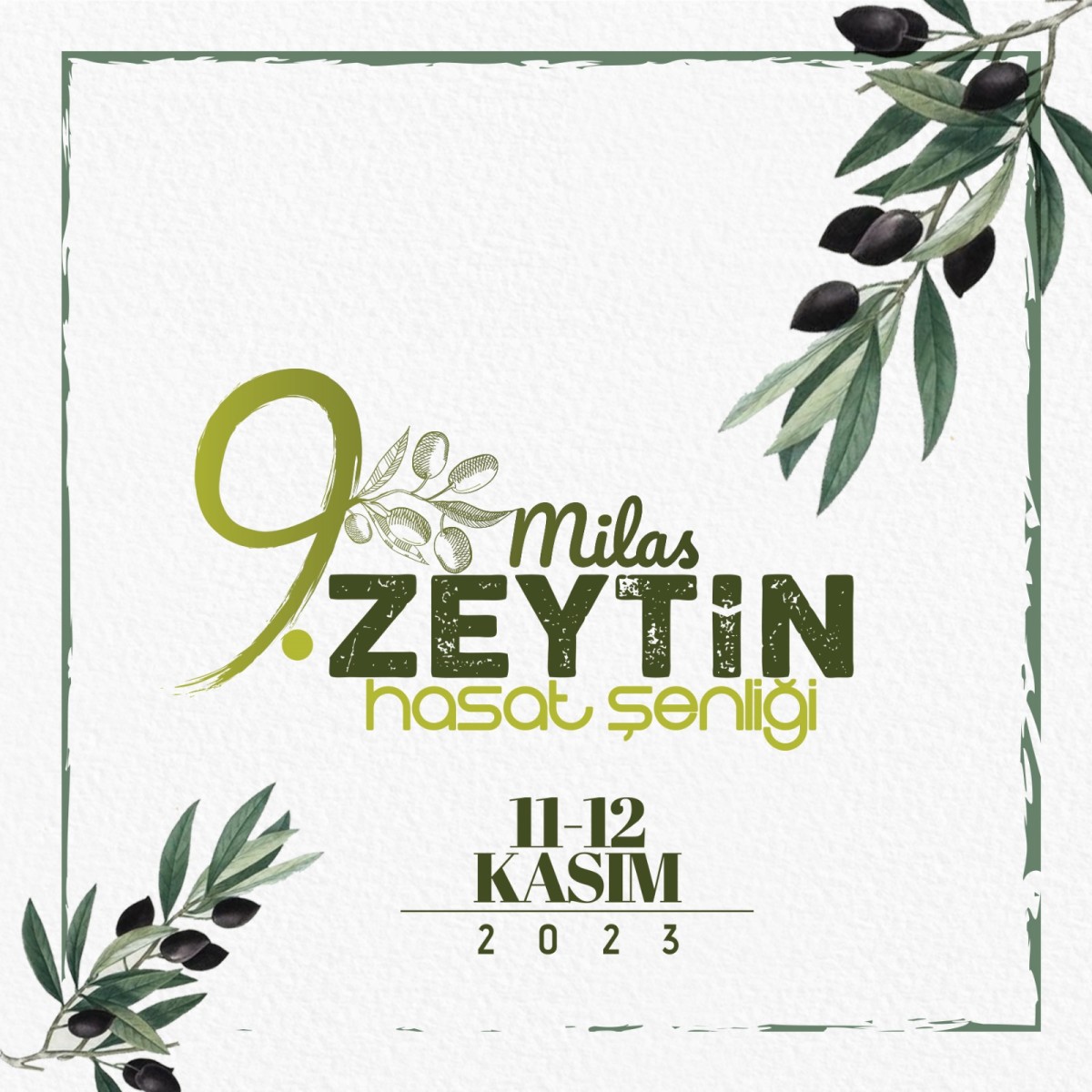 9'ncu Milas Zeytin Hasat Şenliği Başlıyor 