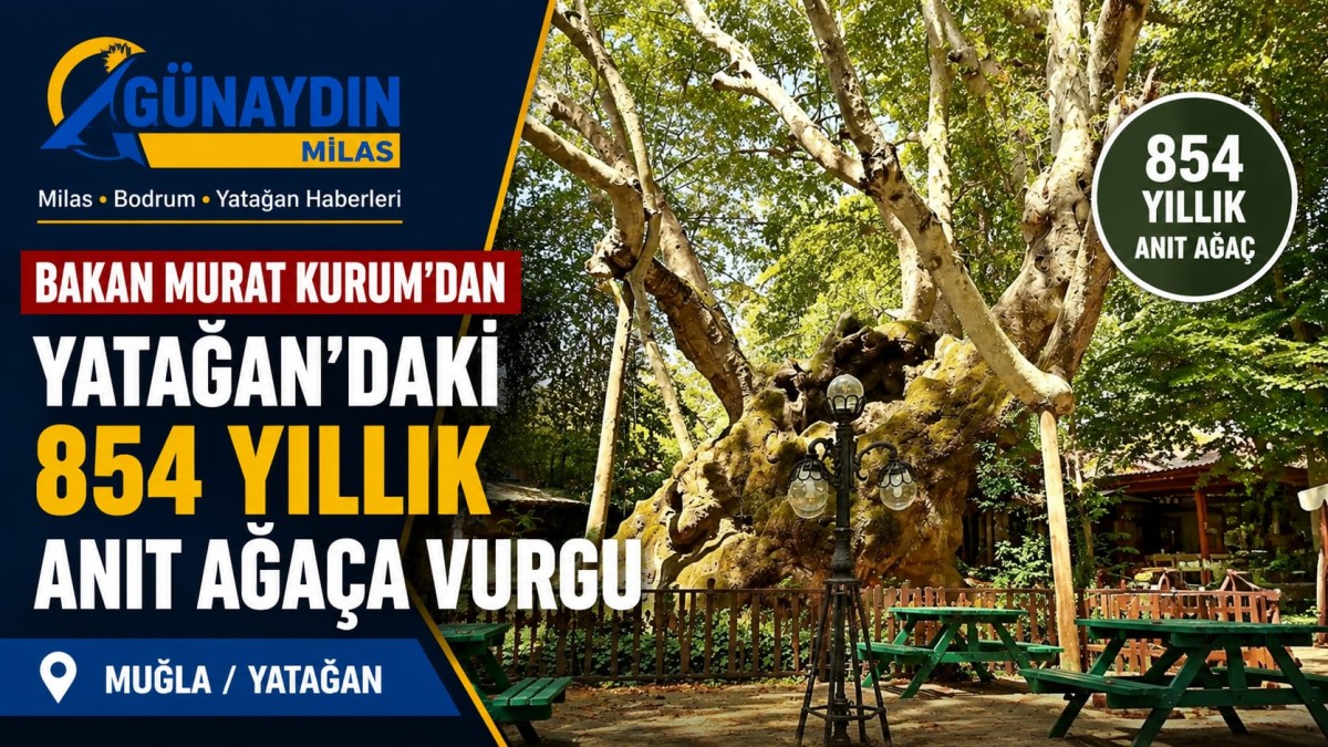 Bakan Murat Kurum’dan Yatağan’daki 854 Yıllık Anıt Ağaca Vurgu