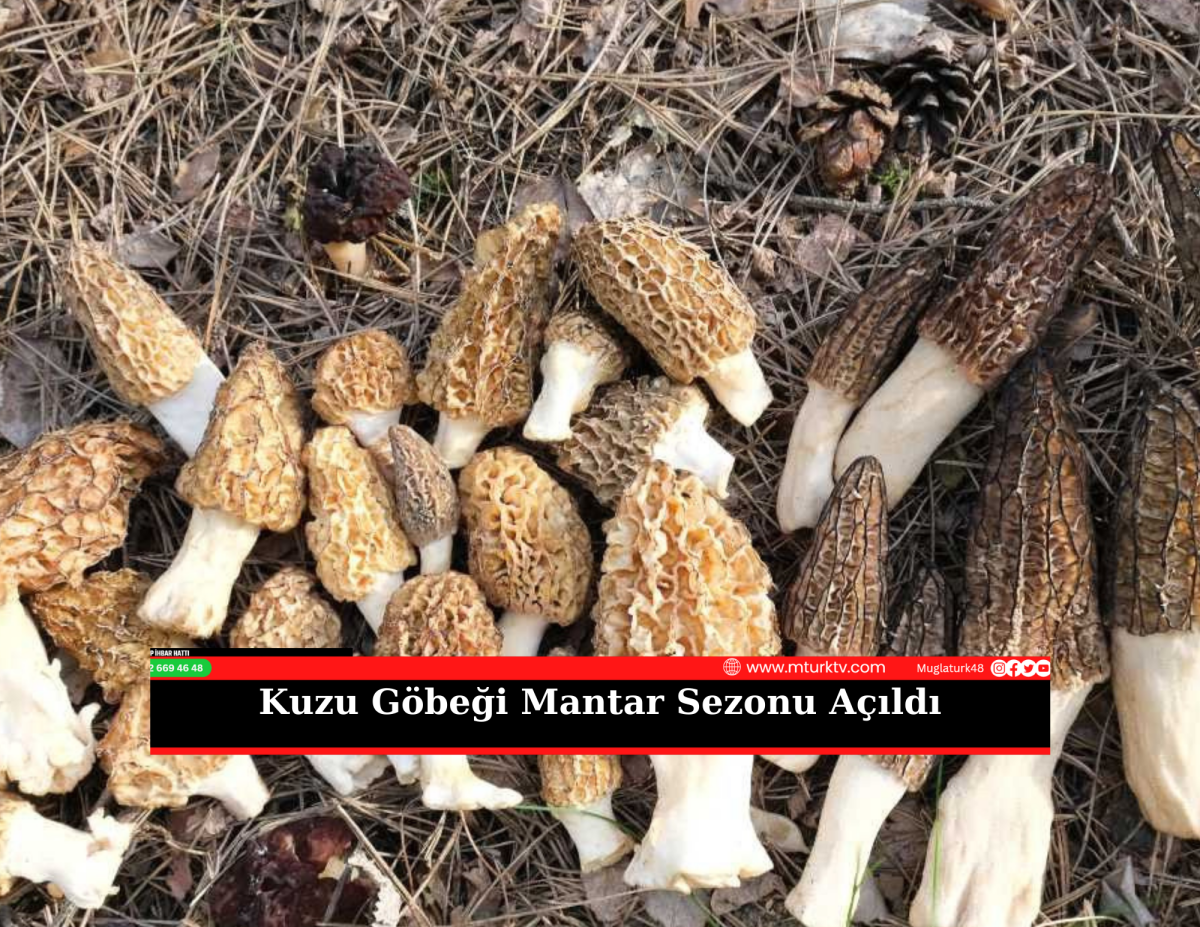 Kuzu Göbeği Mantar Sezonu Açıldı 