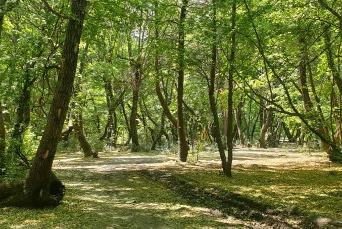 Muğla Valiliği'nden Orman Yangını Riskine Karşı Kritik Uyarı