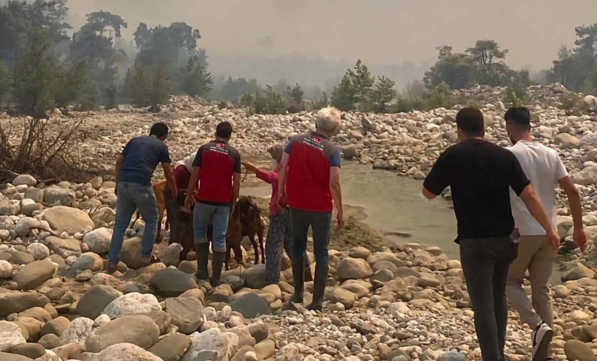 Muğla Büyükşehir Belediyesi Yangından Etkilenen Hayvanları Güvenli Alanlara Taşıyor
